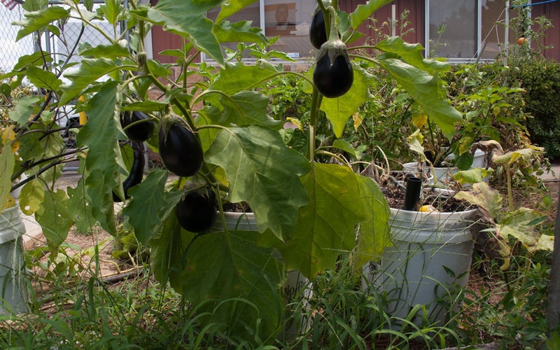No-Brainer Planter Eggplant - Day 46
