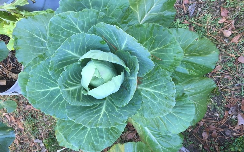 Cabbage Grown by The No-Brainer Planter