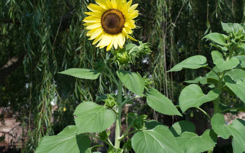 No-Brainer Planter Sunflower