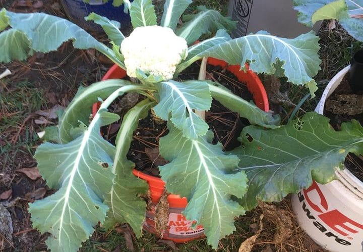 No-Brainer Planter Cauliflower